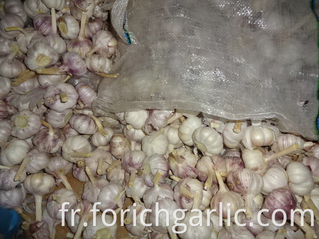 High Quality Fresh Garlic